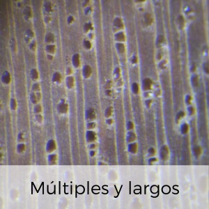 poro múltiples y largos