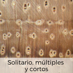 poros solitarios, múltiples y cortos