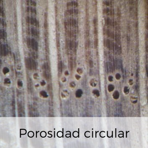 porosidad de la madera circular
